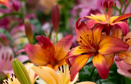 Téléchargez les photos : Lys colorés sur fond floral flou - en image libre de droit