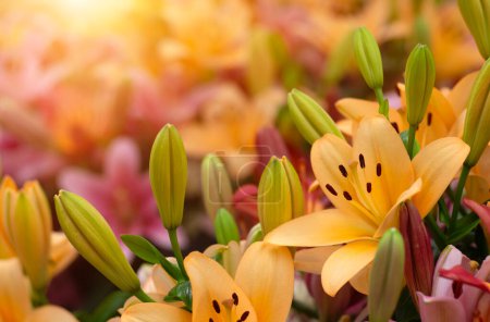 Photo for Colorful lilies on blurred floral background - Royalty Free Image