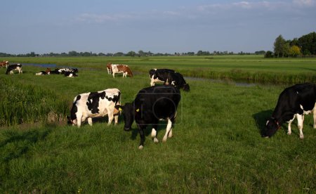 Téléchargez les photos : Vaches sur une prairie verte sous un ciel bleu au printemps - en image libre de droit
