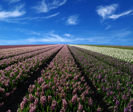Foto de Campo de jacintos y nubes blancas en un cielo azul en los Países Bajos - Imagen libre de derechos