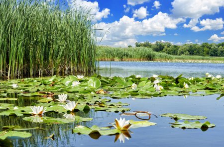 Foto de Pintoresco lago de bosque con hermosos nenúfares sobre el fondo de un cielo azul de verano en el delta del Dniéper. Río Dnieper, región de Kherson, Ucrania - Imagen libre de derechos