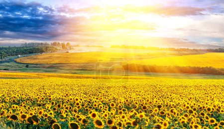 Téléchargez les photos : Coucher de soleil pittoresque sur le champ de tournesols - en image libre de droit