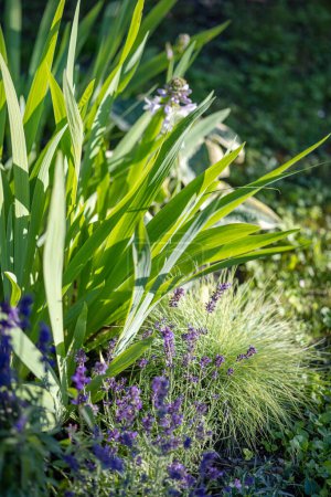 Foto de Hermoso macizo de flores con lavanda e iris en el jardín - Imagen libre de derechos