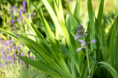 Foto de Hermoso macizo de flores con lavanda e iris en el jardín - Imagen libre de derechos