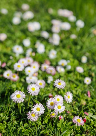 Photo for Beautiful blooming daisies background in sun ny day - Royalty Free Image