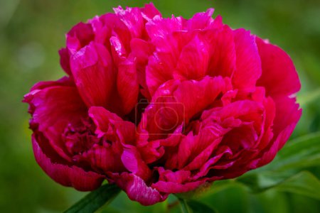 Photo for Beautiful blooming red peony flower - Royalty Free Image