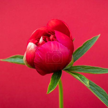Foto de Hermoso brote de flor de peonía sobre fondo rojo - Imagen libre de derechos