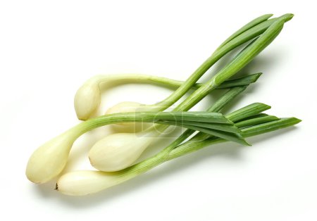 fresh green onions isolated on white background, top view