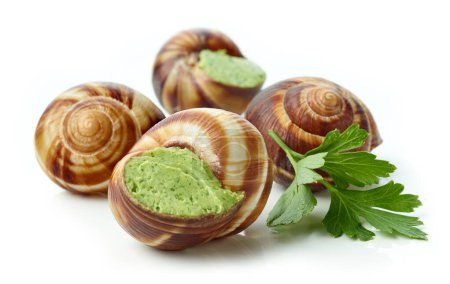 Photo for Escargot snail filled with garlic and parsley butter isolated on white background - Royalty Free Image