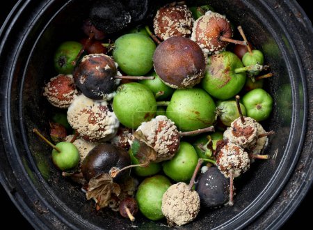 Téléchargez les photos : Petites pommes vertes et endommagées pourries dans la poubelle, recueillies dans le jardin. tri des déchets alimentaires - en image libre de droit
