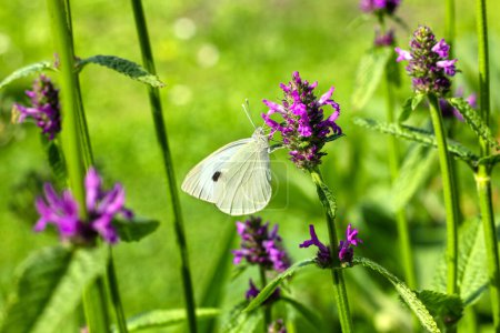 Téléchargez les photos : Gros plan de beau papillon blanc sur fleur pourpre en fleurs dans le jardin - en image libre de droit