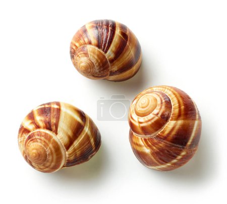 Photo for Escargot snail isolated on white background, top view - Royalty Free Image
