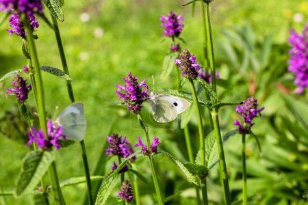 Foto de Primer plano de hermosa mariposa blanca en flor púrpura en el jardín - Imagen libre de derechos