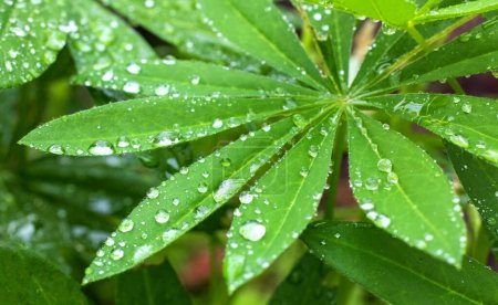 Photo for Green lupine leaf with raindrops in a garden - Royalty Free Image