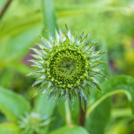 Téléchargez les photos : Bourgeon de fleur d'échinacée verte dans le jardin - en image libre de droit
