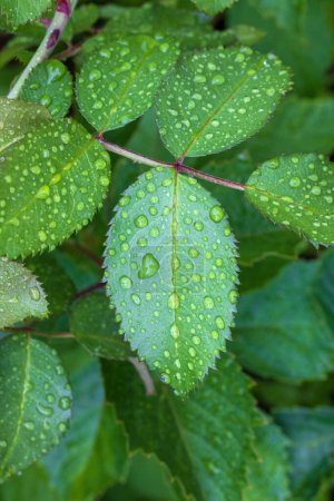 Téléchargez les photos : Feuille de rose verte avec des gouttes de pluie dans le jardin - en image libre de droit