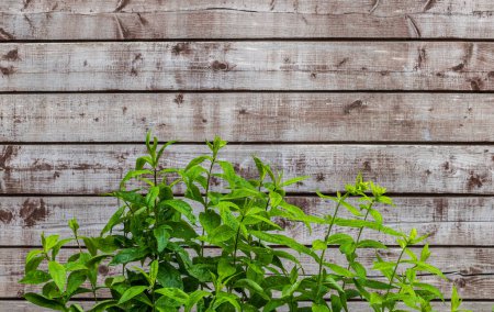 Foto de Flores de flóx verde planta hojas sobre fondo de pared de madera vieja - Imagen libre de derechos