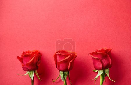 Photo for Close up of three red roses buds on red background, top view - Royalty Free Image