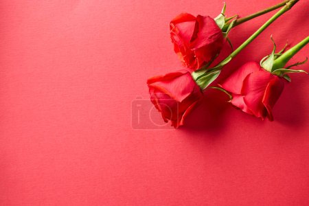 Téléchargez les photos : Gros plan de trois boutons de roses rouges sur fond rouge, vue de dessus - en image libre de droit