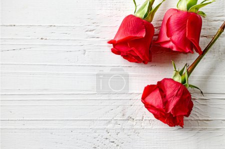 Photo for Close up of three red roses buds on white wooden  background, top view - Royalty Free Image