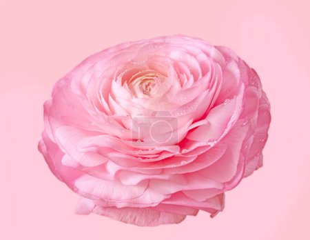 Téléchargez les photos : Très belle fleur rose Ranunculus sur fond rose clair - en image libre de droit