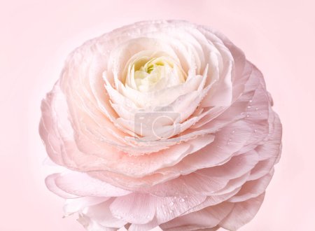Foto de Muy bonito y hermoso rosa Ranunculus flor sobre fondo rosa claro - Imagen libre de derechos
