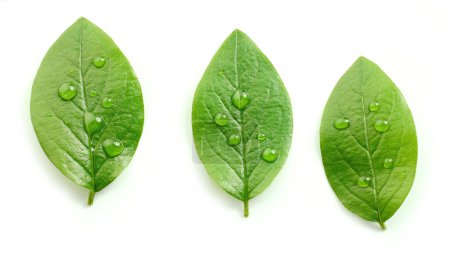Téléchargez les photos : Feuilles vertes fraîches avec gouttes d'eau isolées sur fond blanc, vue de dessus - en image libre de droit