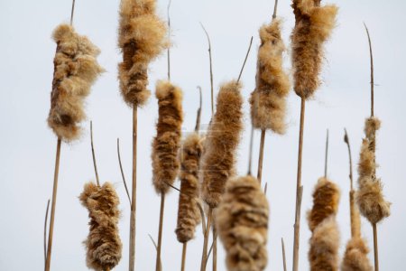 Photo for Fluffy cattail in early spring - Royalty Free Image