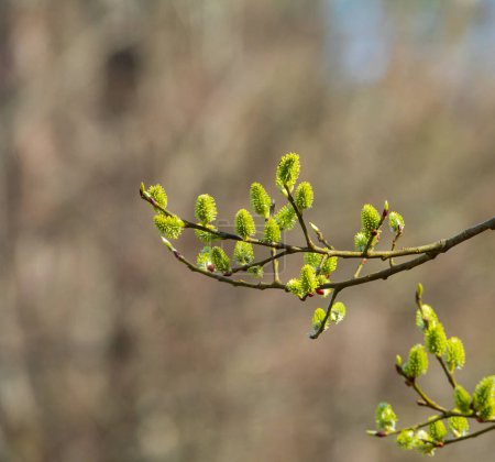 Foto de Blooming willow in early spring - Imagen libre de derechos