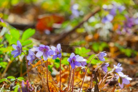 Photo for Early spring liverwort flowers - Royalty Free Image