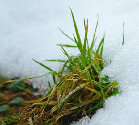 Photo for Green grass comes out of the snow in early spring - Royalty Free Image