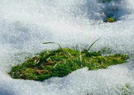 Photo for Green grass comes out of the snow in early spring - Royalty Free Image
