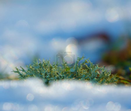 Photo for Icelandic moss in the snow, close up - Royalty Free Image