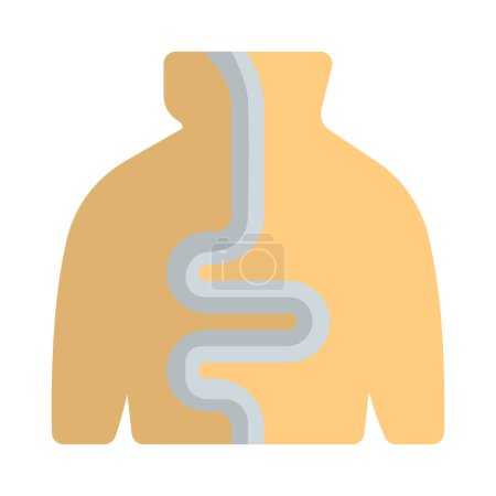 Téléchargez les illustrations : Système digestif humain, le système utilisé dans le corps humain pour le processus de digestion. - en licence libre de droit
