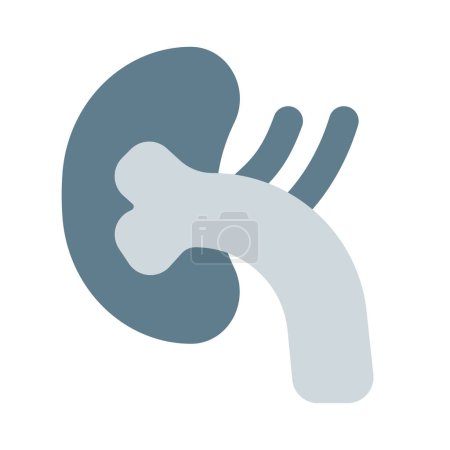 Illustration for The kidneys are a pair of bean-shaped organs on either side of your spine - Royalty Free Image