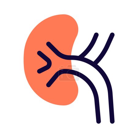 Illustration for The kidneys are a pair of bean-shaped organs on either side of your spine - Royalty Free Image