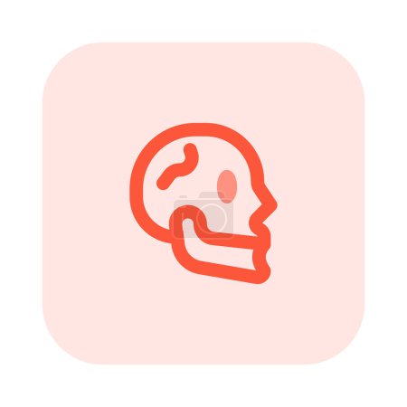 Illustration for The cranium (skull) is the skeletal structure of the head that supports the face and protects the brain. - Royalty Free Image
