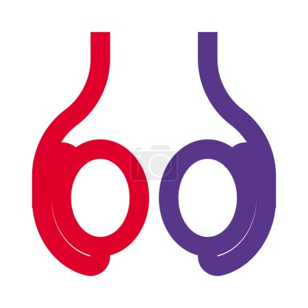 Illustration for Testicle or testis (plural testes) is the male reproductive gland - Royalty Free Image