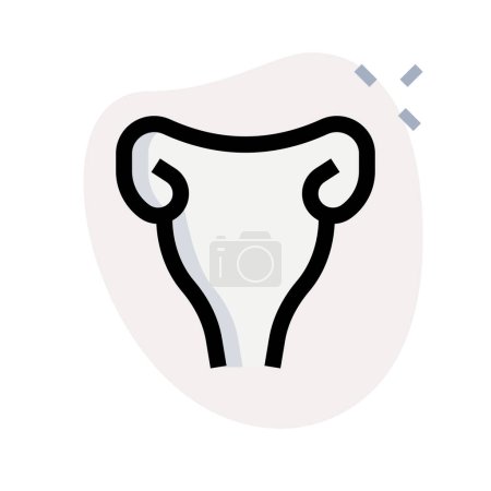 Illustration for The uterus is a hollow muscular organ located in the female pelvis between the bladder and rectum - Royalty Free Image