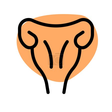 Ilustración de El útero es un órgano muscular hueco ubicado en la pelvis femenina entre la vejiga y el recto. - Imagen libre de derechos