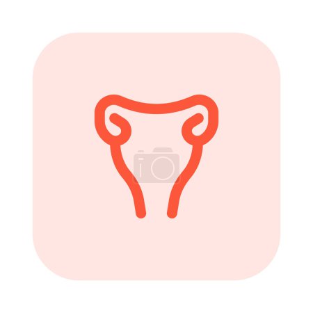 Ilustración de El útero es un órgano muscular hueco ubicado en la pelvis femenina entre la vejiga y el recto. - Imagen libre de derechos