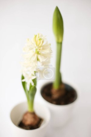 Photo for Beautiful white hyacinth flowers bloom and  Amaryllis flower bud  white pots - Royalty Free Image