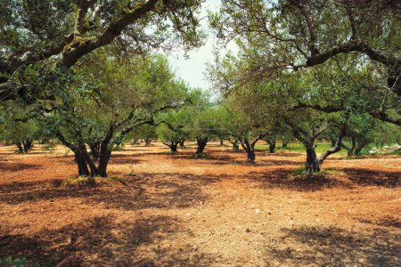 Téléchargez les photos : Olivier Olea europaea bosquet en Crète, Grèce pour la production d'huile d'olive. Panneau de caméra horizontale - en image libre de droit