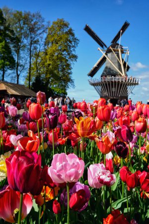 Téléchargez les photos : Jardin de Keukenhof, alias le Jardin de l'Europe, l'un des plus grands jardins de fleurs du monde touristes moulin à vent. Lisse, Pays-Bas - en image libre de droit