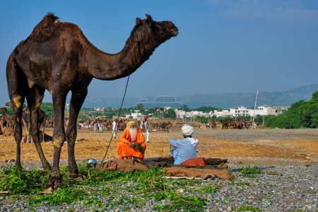 Foto de Pushkar, India - 7 de noviembre de 2019: El hombre indio, su camello y sadhu en la feria de camellos Pushkar Pushkar Mela - feria anual de camellos y ganado, una de las ferias de camellos más grandes del mundo y atracción turística - Imagen libre de derechos