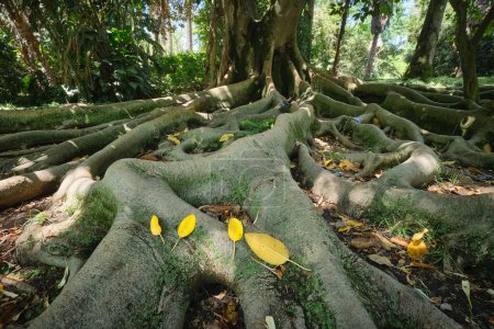 Foto de Árbol exótico Ficus macrophylla higuera banyan australiana tronco y raíces de contrafuertes de cerca - Imagen libre de derechos