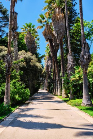 Téléchargez les photos : Allée des palmiers dans le jardin botanique tropical. Lisbonne, Portugal - en image libre de droit