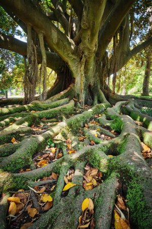 Photo for Exotic tree Ficus macrophylla Australian banyan fig tree trunk and buttress roots close up - Royalty Free Image