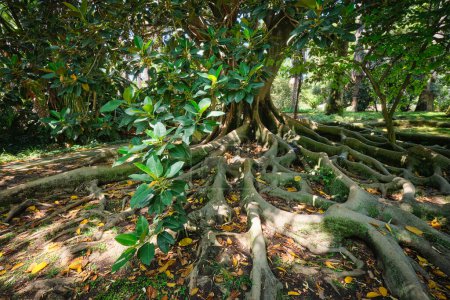 Foto de Árbol exótico Ficus macrophylla Tronco de higuera banyan australiano y raíces de contrafuertes de cerca. Jardín botánico tropical, Lisboa, Portugal - Imagen libre de derechos
