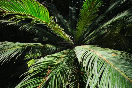 Foto de Fern palma sagú palma Cycas revoluta hojas de cerca disparado en el sol. Cycas o cicadáceas hojas de palma patrón verde, fondo tópico abstracto. Planta japonesa del gimnospermo de Cycas revoluta de la palma de Sago - Imagen libre de derechos